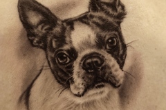 French Bulldog Tattoo  Potrait by Zindy Ink