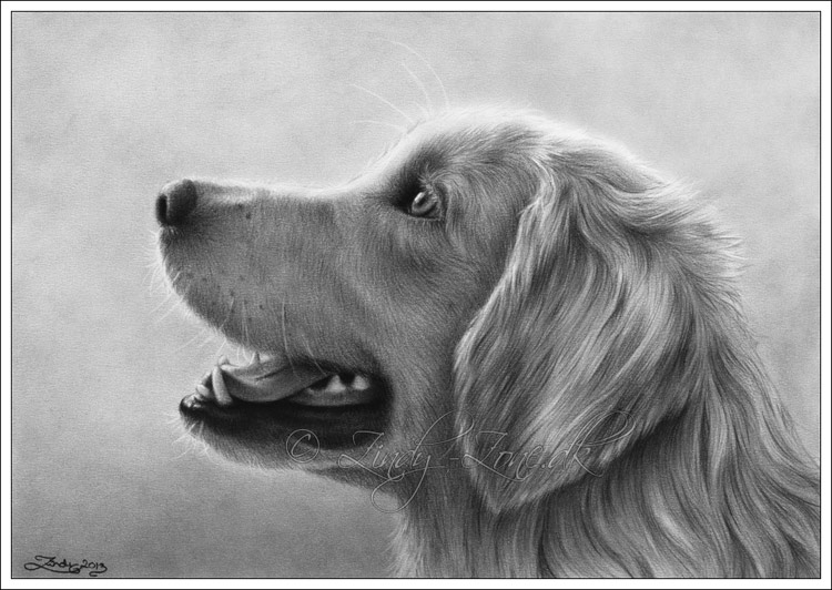 Golden Retriever Dog Drawing - Zindy Ink, Tattoo artist, Illustrator